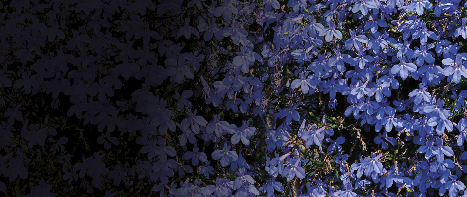 /media/pjcdk0r5/lobelia-hilversum-bloemist-bloemen-bestellen-zakelijk.jpg